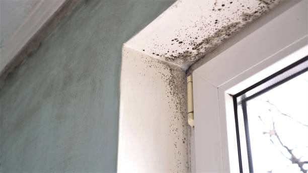 Best Black Mold Removal  in Cedar City, UT