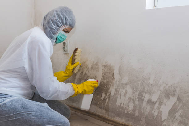 Mold Removal and Inspection in Cedar City, UT