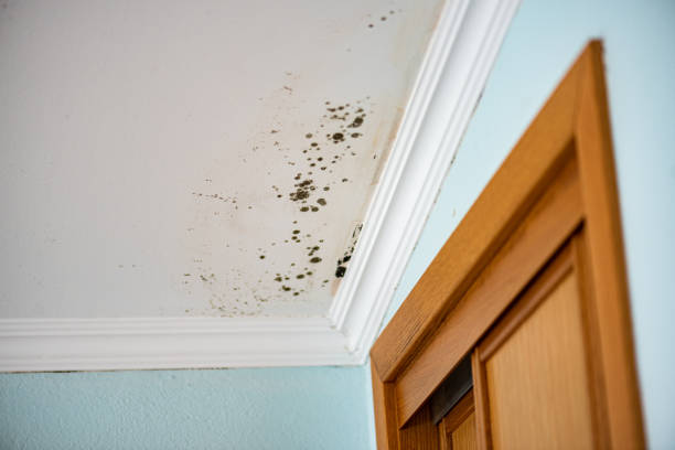 Best Mold Removal Company Near Me  in Cedar City, UT