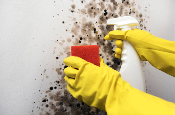 Best Professional Mold Removal  in Cedar City, UT
