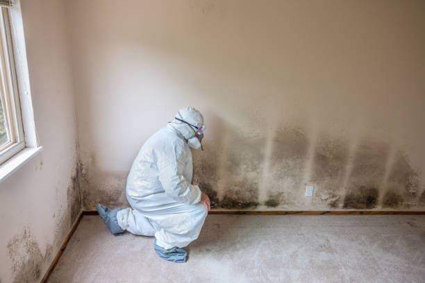 Best Emergency Mold Removal  in Cedar City, UT
