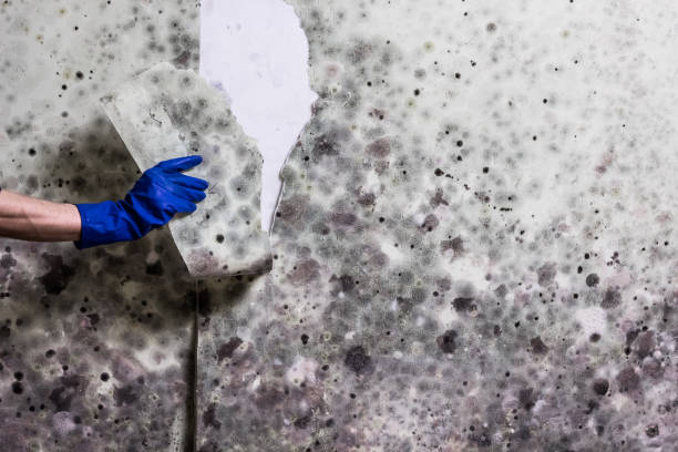 Cedar City, UT Mold Removal Company