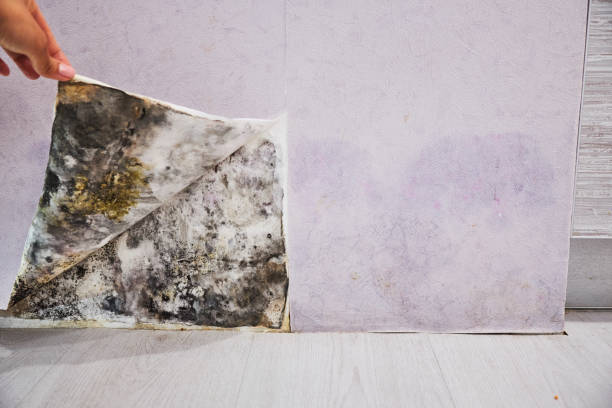 Best Mold Removal Near Me  in Cedar City, UT
